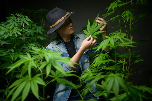 Farmer Hält Cannabis Blatt Kontrolliert Und Zeigt Legalisierter Farm — Stockfoto