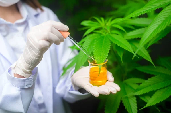 Een Wetenschapper Controleert Analyseert Een Cannabisexperiment Met Een Bekerglas Cbd — Stockfoto