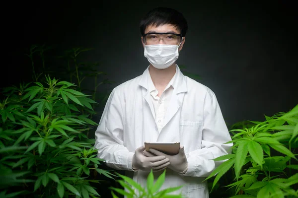 Concept Van Cannabisplantage Voor Medische Doeleinden Een Wetenschapper Die Tabletten — Stockfoto