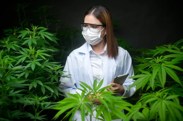 Concepto Plantación Cannabis Para Uso Médico Científico Que Utiliza Tabletas — Foto de Stock