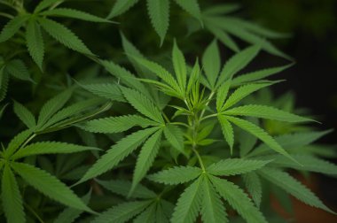 Kenevir tarlasında yetişen kenevir yaprağı bitkisi, tıbbi ve biyoloji kavramı