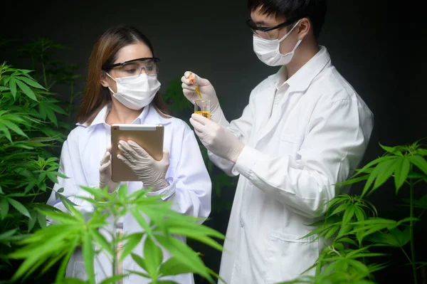 Concepto Plantación Cannabis Para Uso Médico Científico Que Sostiene Tubo — Foto de Stock