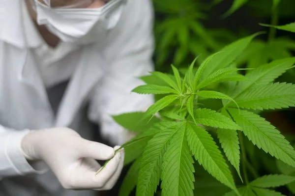Científico Está Revisando Analizando Cannabis Deja Para Experimentar Planta Cáñamo — Foto de Stock