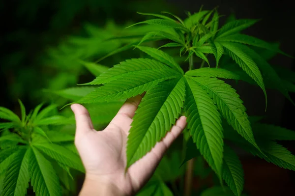 Close Van Hand Van Wetenschapper Met Hennepbladeren Bij Indoor Cannabis — Stockfoto