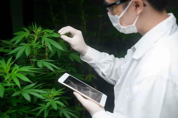 Concept Van Cannabisplantage Voor Medische Doeleinden Een Wetenschapper Die Tabletten — Stockfoto
