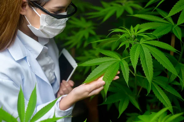 Concepto Plantación Cannabis Para Uso Médico Científico Que Utiliza Tabletas — Foto de Stock