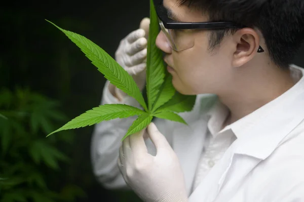 Wetenschapper Het Controleren Analyseren Van Een Cannabisbladeren Voor Experiment Hennep — Stockfoto