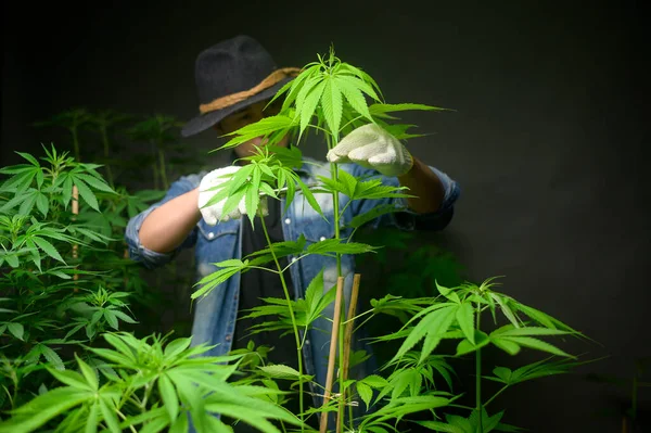 Agricultor Está Recortando Cortando Parte Superior Del Cannabis Granja Legalizada — Foto de Stock