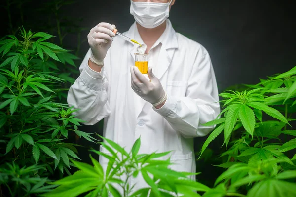 Een Wetenschapper Controleert Analyseert Een Cannabisexperiment Met Een Bekerglas Cbd — Stockfoto