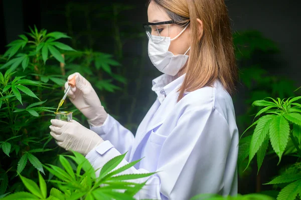 Een Wetenschapper Controleert Analyseert Een Cannabisexperiment Met Een Bekerglas Cbd — Stockfoto