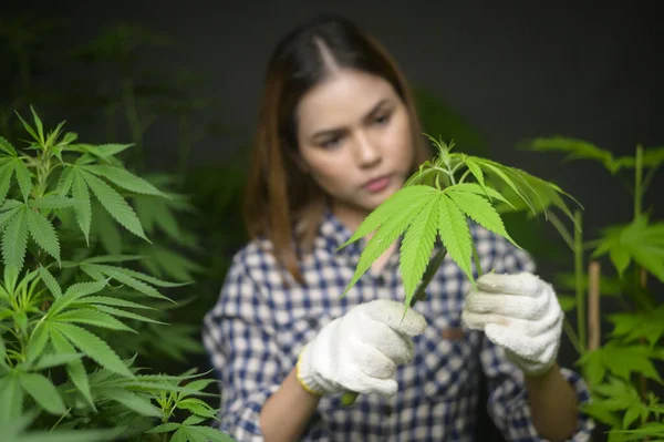 Boer Snoeit Snijdt Top Van Cannabis Gelegaliseerde Boerderij — Stockfoto