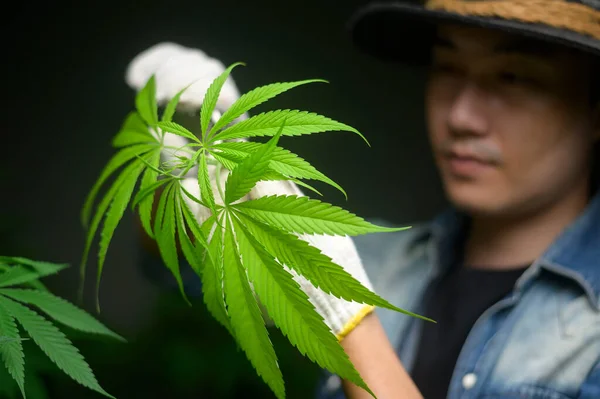 Boer Snoeit Snijdt Top Van Cannabis Gelegaliseerde Boerderij — Stockfoto