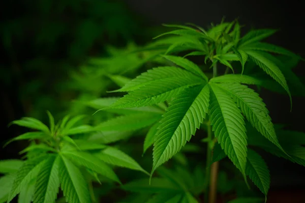 Cannabisblad Plant Die Groeit Een Hennepkwekerij Medisch Biologisch Concept — Stockfoto