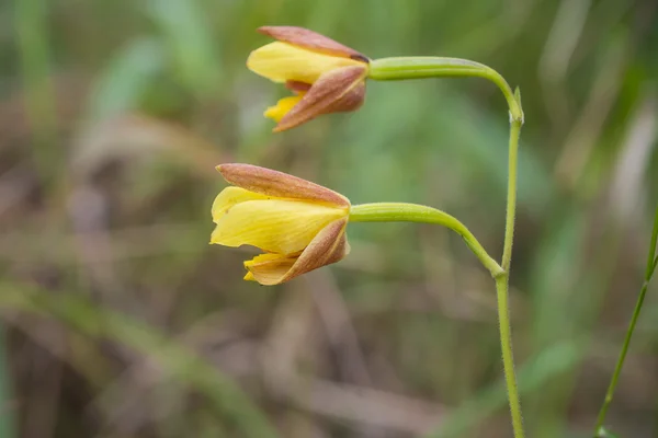 Wildflowers — Stock Photo, Image