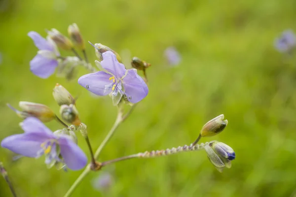 Wildflowers — Stock Photo, Image