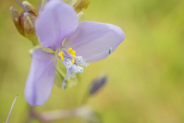 Wildflowers — Stock Photo, Image