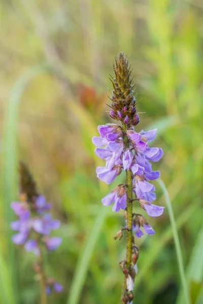 Wildflowers — Stock Photo, Image