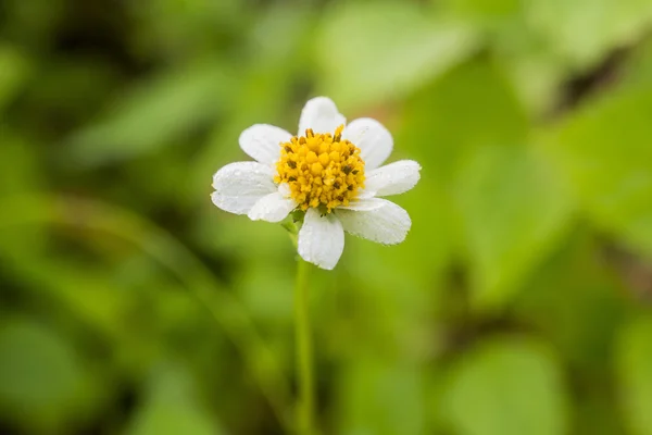 Wildflowers — Stock Photo, Image