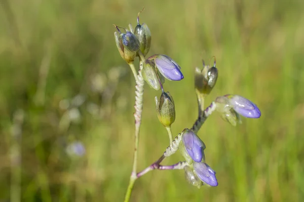 Wildflowers — Stock Photo, Image