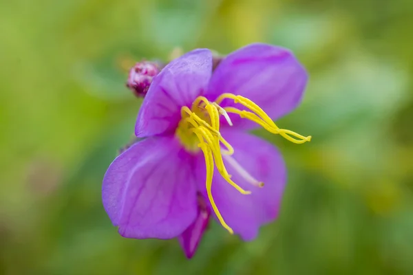 Wildflowers — Stock Photo, Image