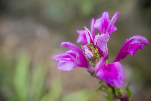 Blommor — Stockfoto