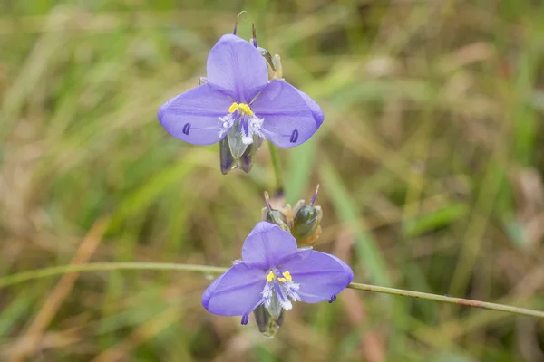 Wildflowers — Stock Photo, Image