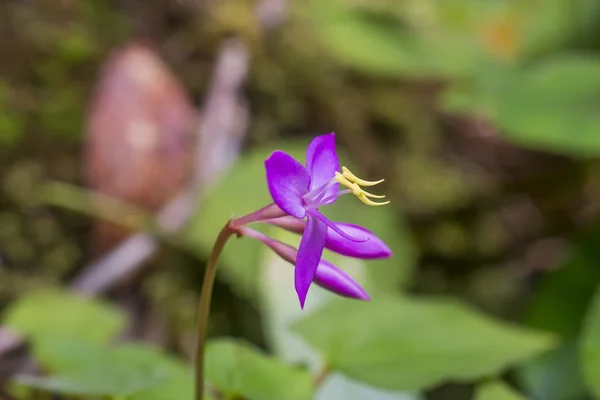 Wildflowers — Stock Photo, Image