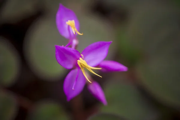 Wildflowers — Stock Photo, Image