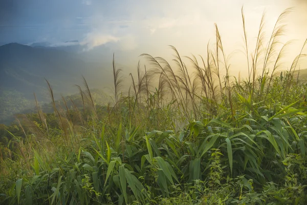 Natural landscapes — Stock Photo, Image