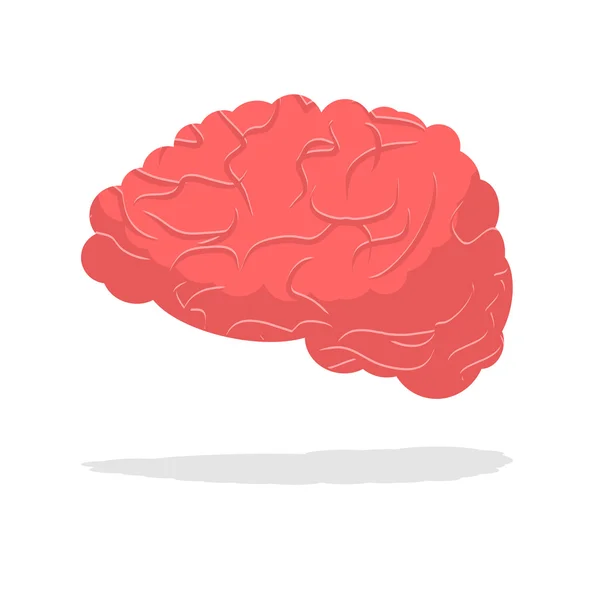 Cerebro humano aislado. Cerebro sobre fondo blanco. parte del cuerpo. C — Vector de stock