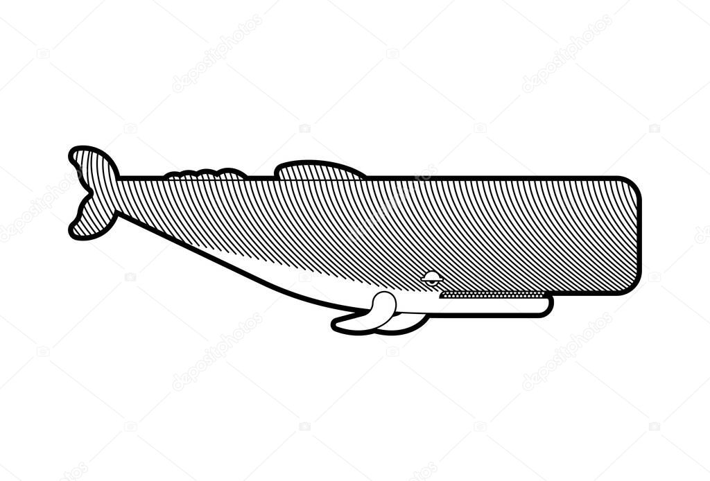 Sperm whale Engraving. Cachalot etching vector illustration