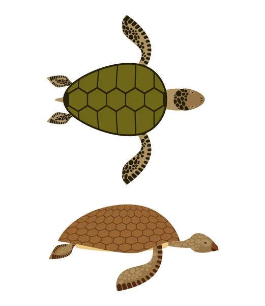 Set Water turtle. Side view and top view. Deep-sea animals. Mari — Stock Vector