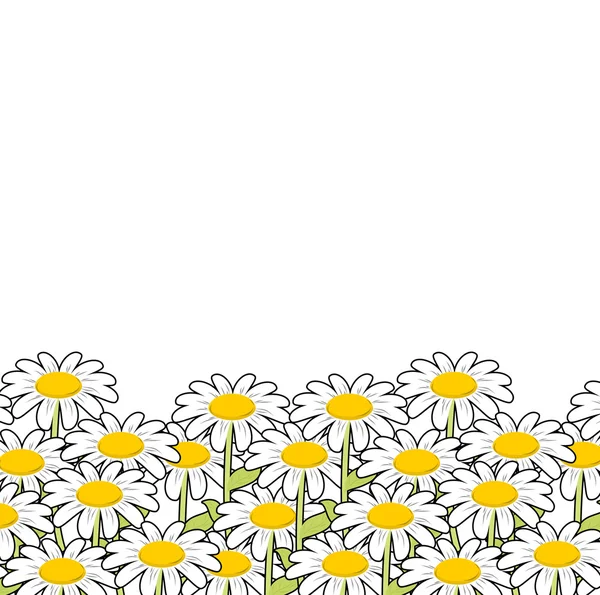 Camomille. Fleurs blanches prairie d'été. Belles fleurs sauvages . — Image vectorielle