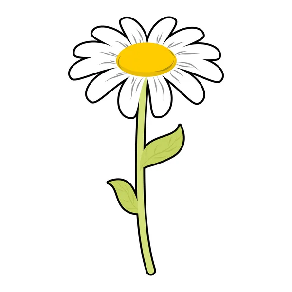 Chamomile field flower. White petals and green stem. Cute flower — Stock Vector