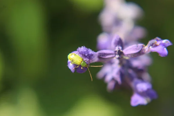 Green Bug Purple Flower — Stock Photo, Image