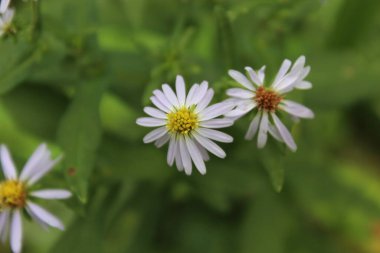 Beyaz ve sarı çiçekler