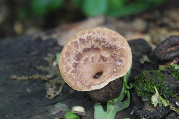 Champignon Émergeant Tronc — Photo