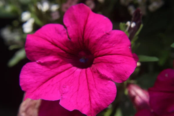 Красивый Пурпурный Цветок Цвету — стоковое фото