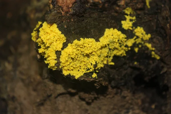 Yellow Slime Mold Emerging Log — Stock Photo, Image