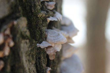 Ağaçtaki mantarlar