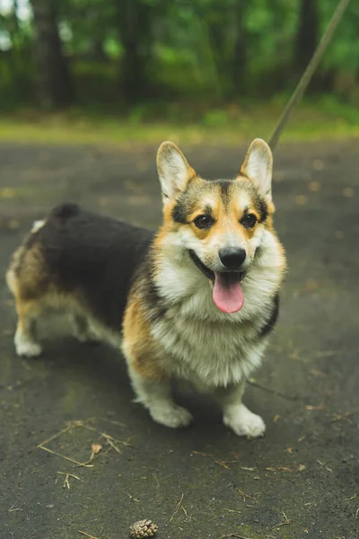 Corgi pembroke gülüşü ve parktaki yaz çimlerinde yatar. Yüksek kalite fotoğraf.