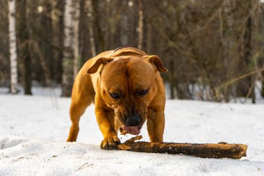 American Staffordshire Bej Teriyeri, kışın karlı bir ormanda yakalı bir yaka ile sokakta yürüyor ve sopayla oynuyor. Köpek bir ağacı yalıyor, dilini çıkarıyor..