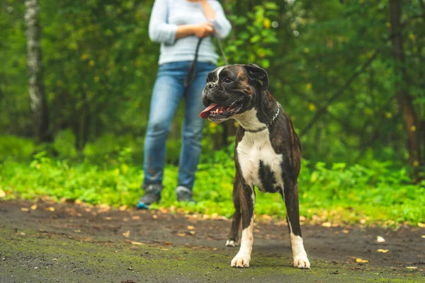 Boksör köpeği sahibiyle yürüyüşe çıktı. Yakın plan fotoğraf, köpek portresi, bahar, yaz..