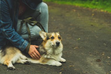 Corgi Welsh Pembroke yazın sahibini gezdirmek için yerde yatıyor. Yüksek kalite fotoğraf.