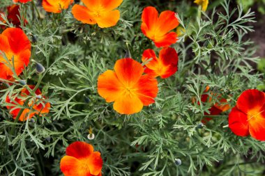 Güzel turuncu eskolzia çiçeği. Yüksek kalite fotoğraf, arkaplan, kapat ve üst görünüm