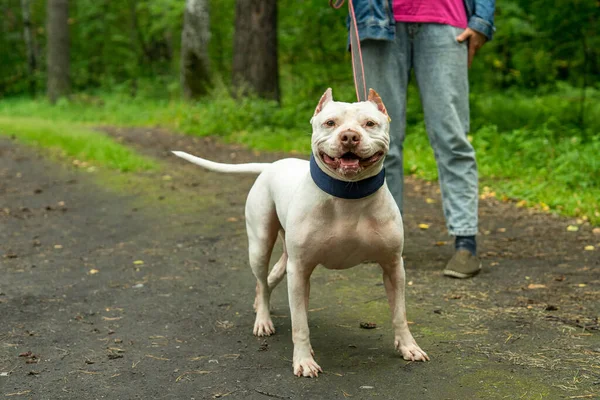 Yazın sahibiyle parkta yürüyüş yapan nazik, beyaz bir Amerikan pitbull teriyeri.