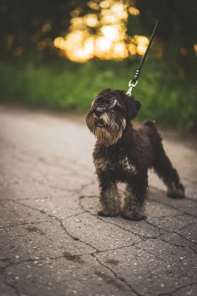 Parkta Sahibinin Yanında Siyah Köpek Cinsi Schnauzer Doğada Bir Evcil — Stok fotoğraf