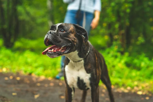 Anjing Boxer Untuk Berjalan Jalan Dengan Pemiliknya Foto Close Potret — Stok Foto