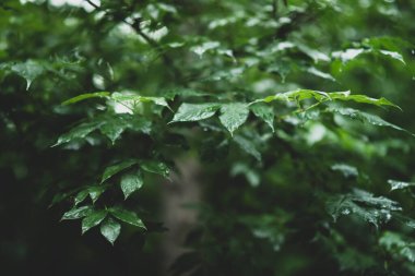 Ormandaki yeşil yapraklar çok güzel. Arkaplan olarak kullanılabilir