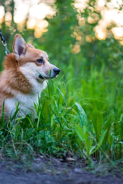 Kopya alanı olan şirin Corgi köpek portresi. Yüksek kalite fotoğraf. Güzel Corgi köpek resmi. Sahibi ile yürüyüşe çıkmış sevimli küçük Corgi..